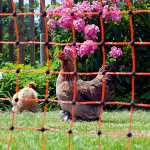 Electric Fence Netting Poultry