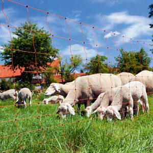 Electric Fence Netting Sheep