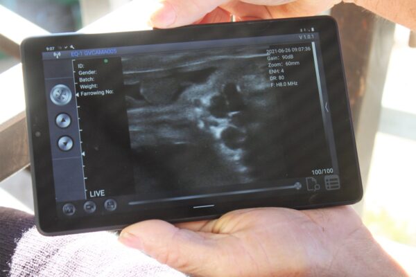 EQ-1 Linear Wireless Ultrasound Cattle Scanning Probe (Sonoptek) - Image 3