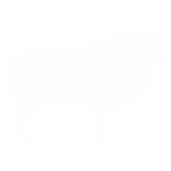 Shop for the best Ultrasound Pregnancy Scanning devices for Sheep breeders (Ovine)