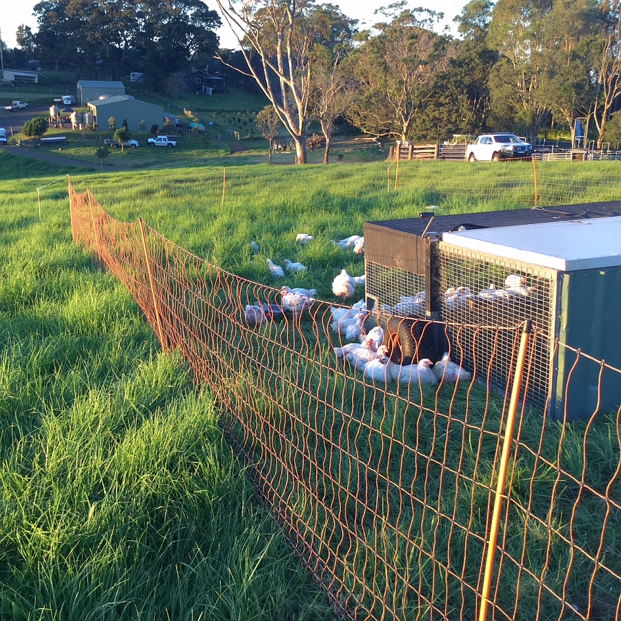 Featured image for “Electric Fence Netting for Poultry / Chickens”