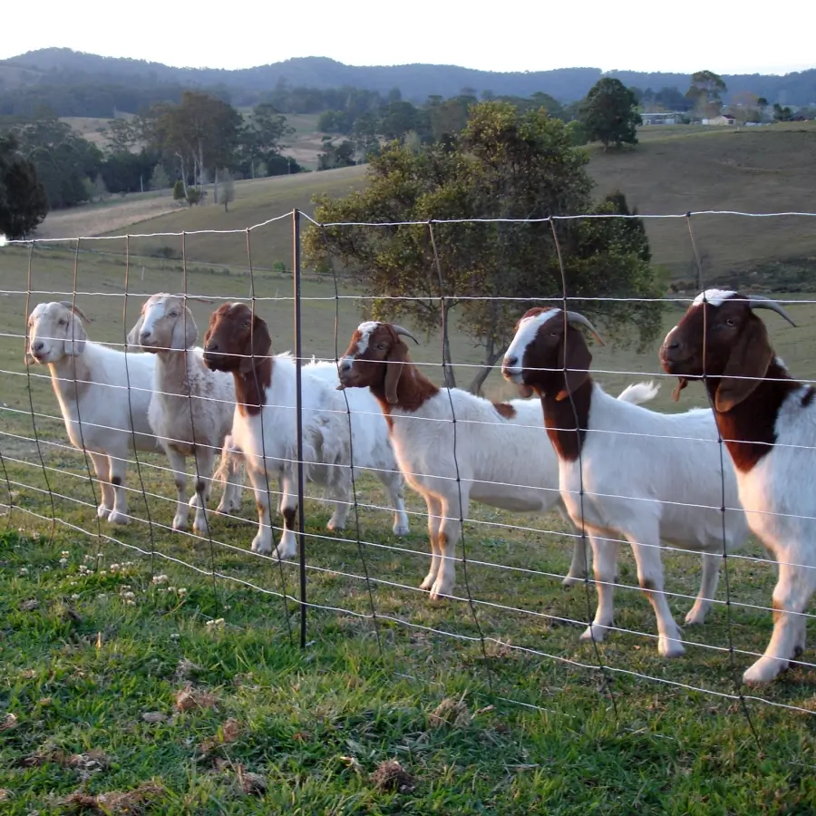 Featured image for “Electric Fence Netting for Sheep, Goats, Cows, Horses”